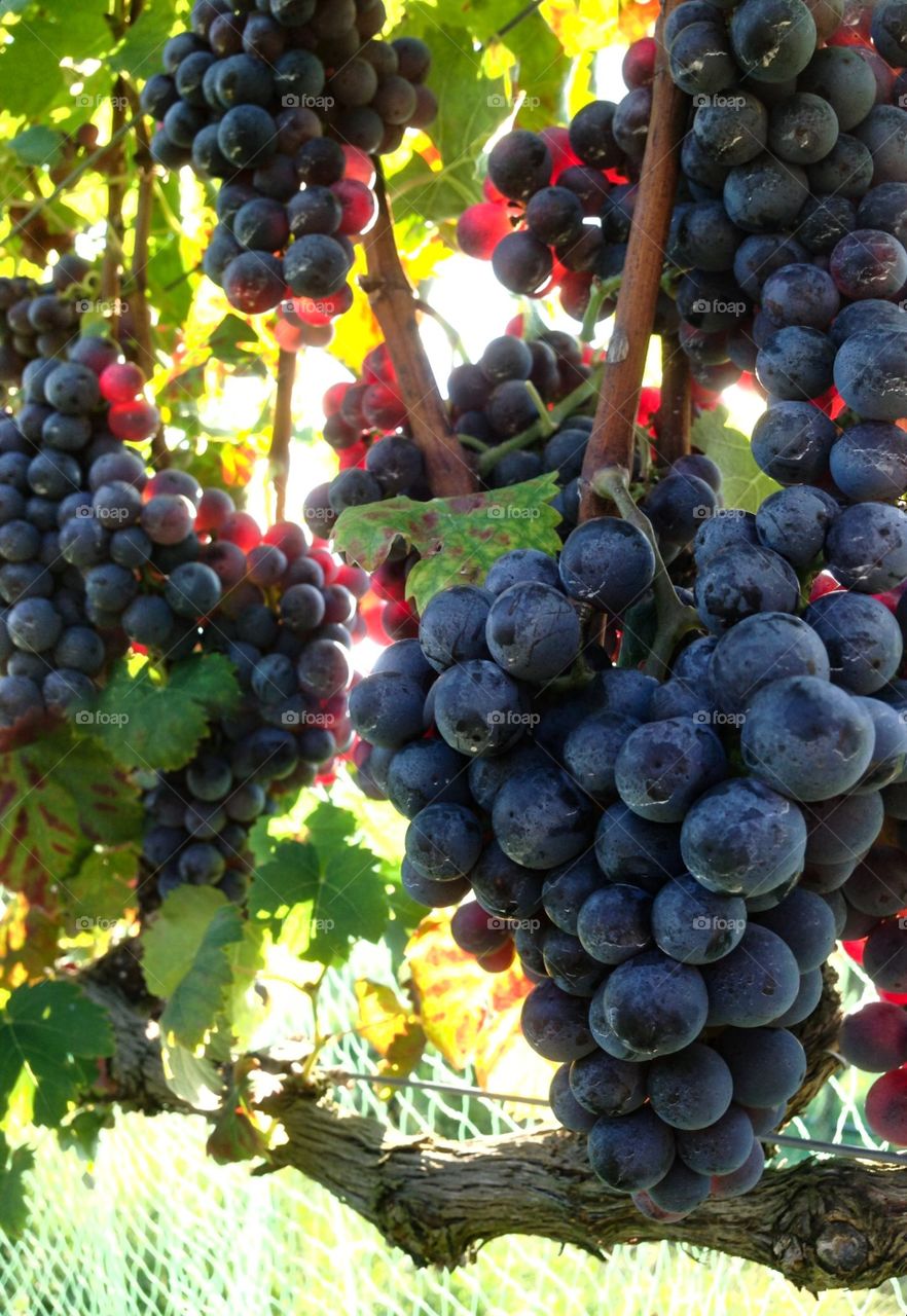 Chambourcin wine grapes. Grown in North Carolina.