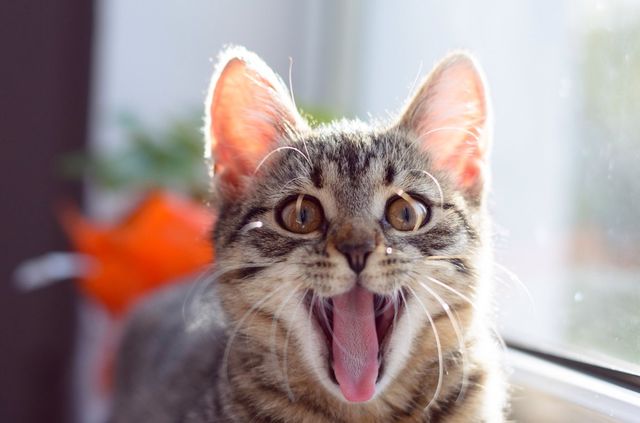 Striped kitten yawning