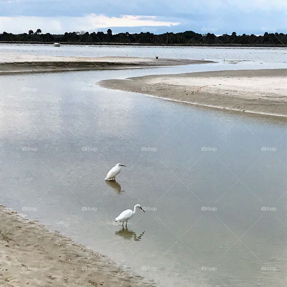 Meanwhile ... a calmer pair of visitors