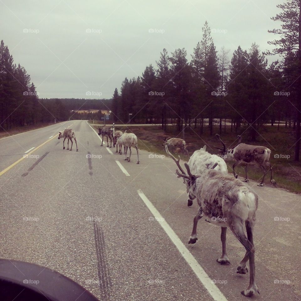 reindeers on the road in lapland