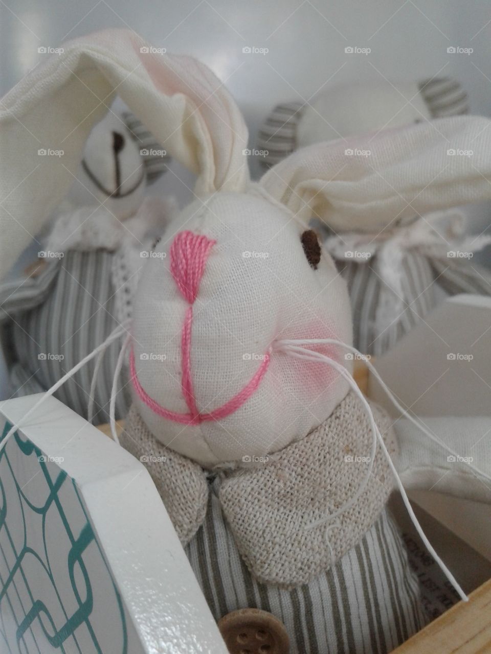 in perfil rabbit in box