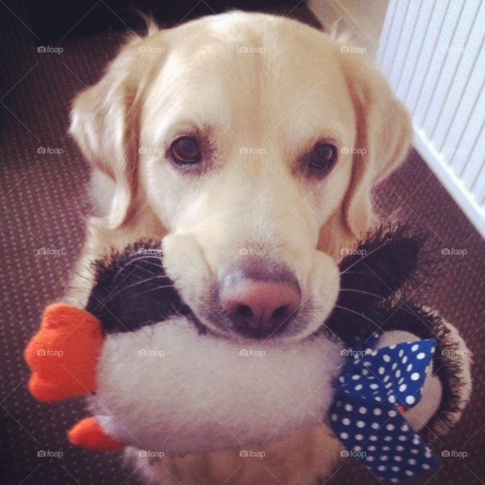 pretty play dog toy by Zita