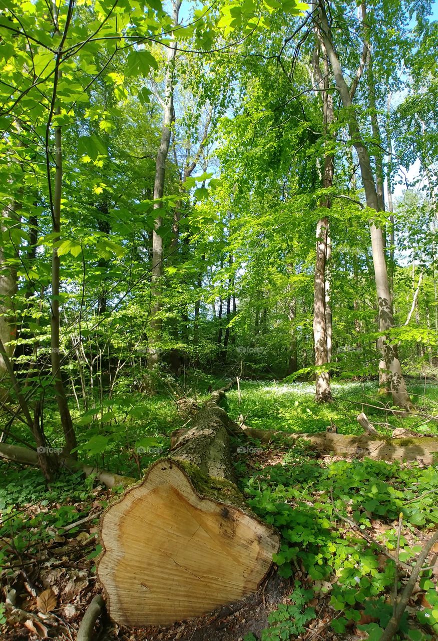 baum baumstamm abgesägt grün wald