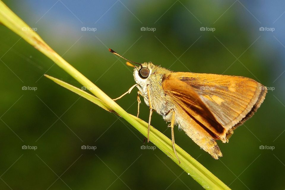 Skipper moth