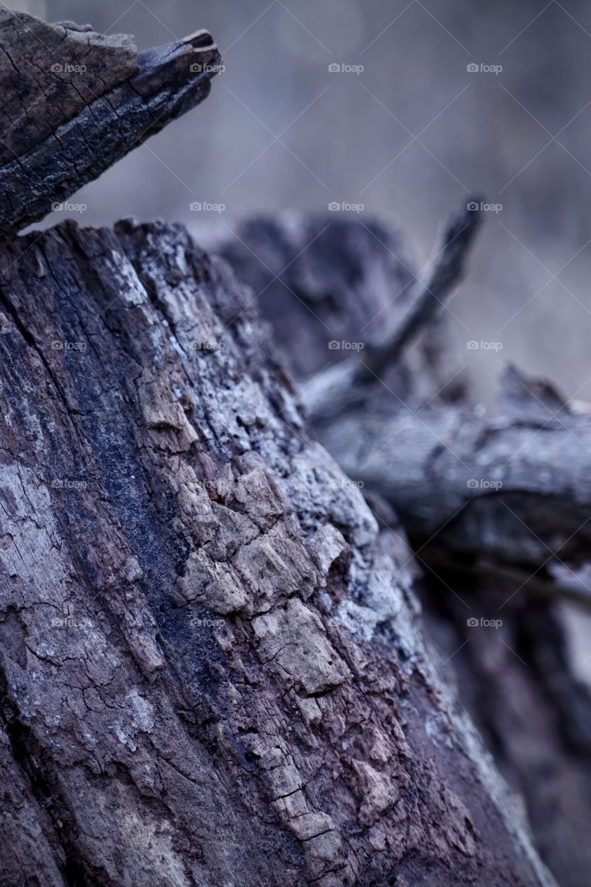 Old wood in the forest