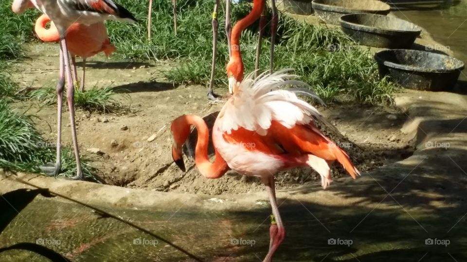 Flamingo - half white. Zoo trip