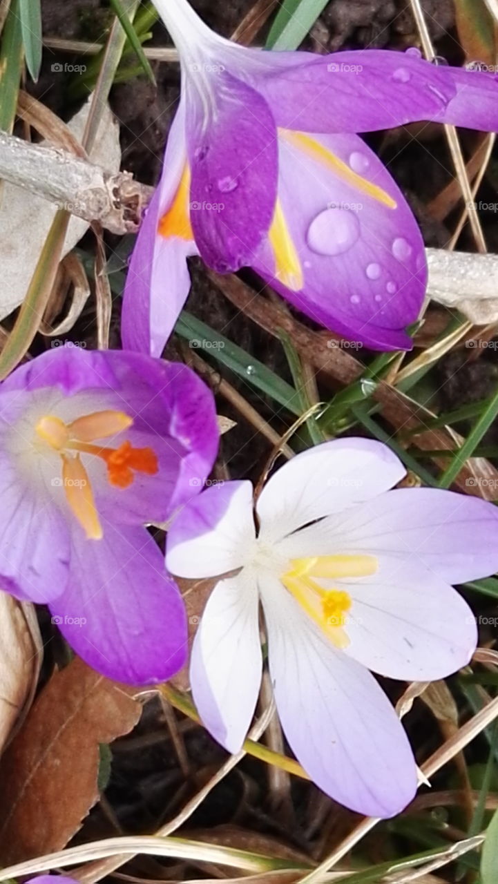 spring flowers