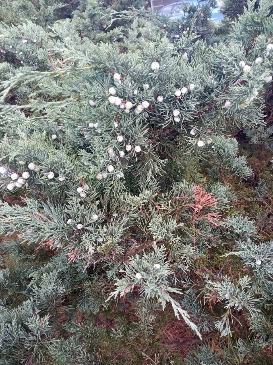 juniper tree