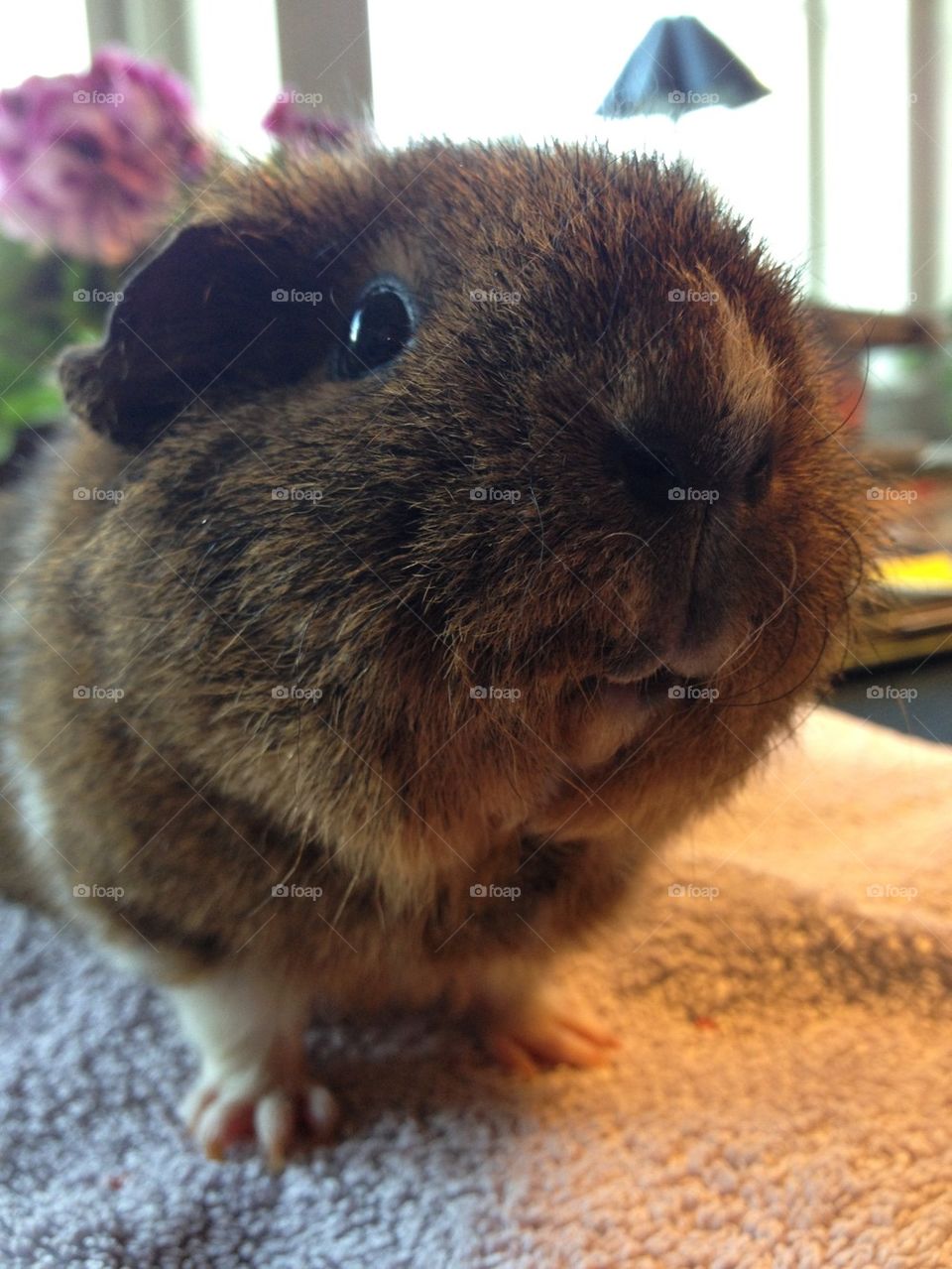 Guinea pig