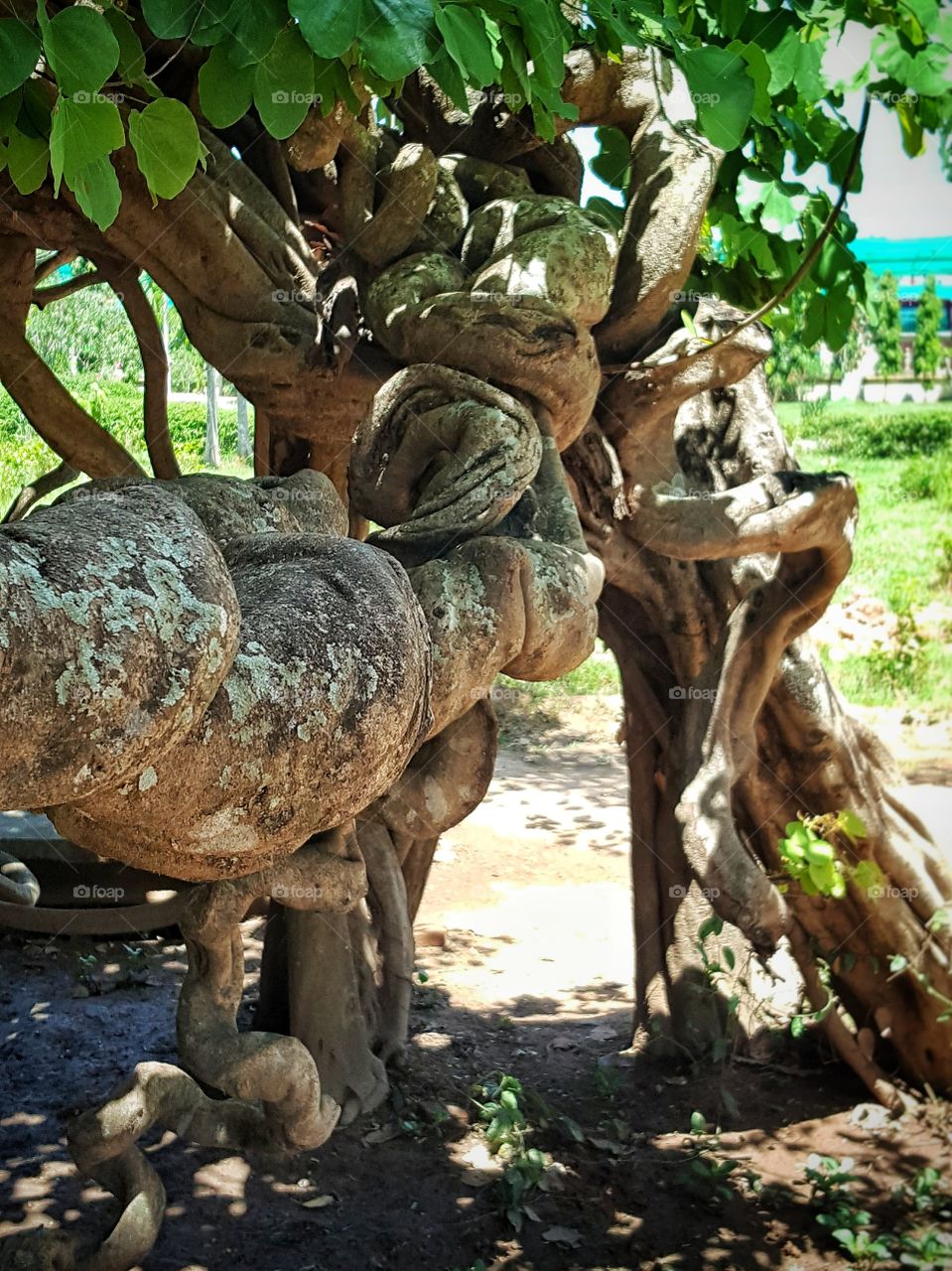aerial rooted - tree in Cambodia