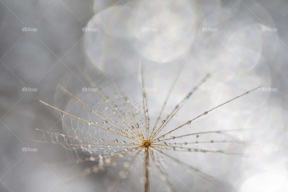 Living in harmony. Macro shot of dandelion with waterdrops on it.