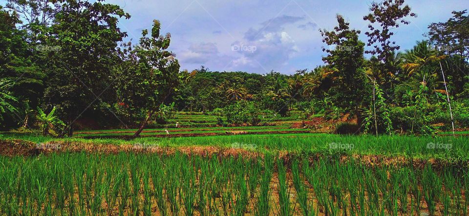 View of the surrounding rice fields and gardens