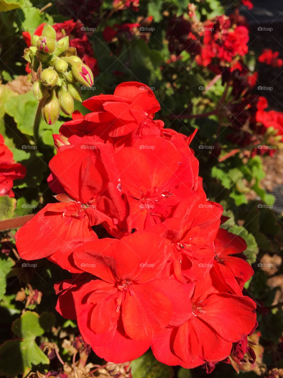 Geraniums 