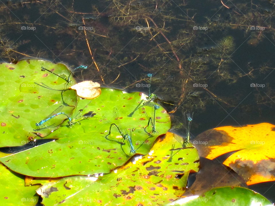 Leaf, Water, Pool, Color, Lake