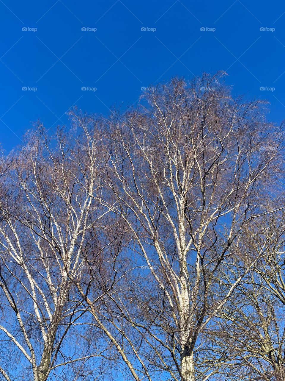 Sunlit bare but budding silver birch trees against a bright deep blue morning spring sky