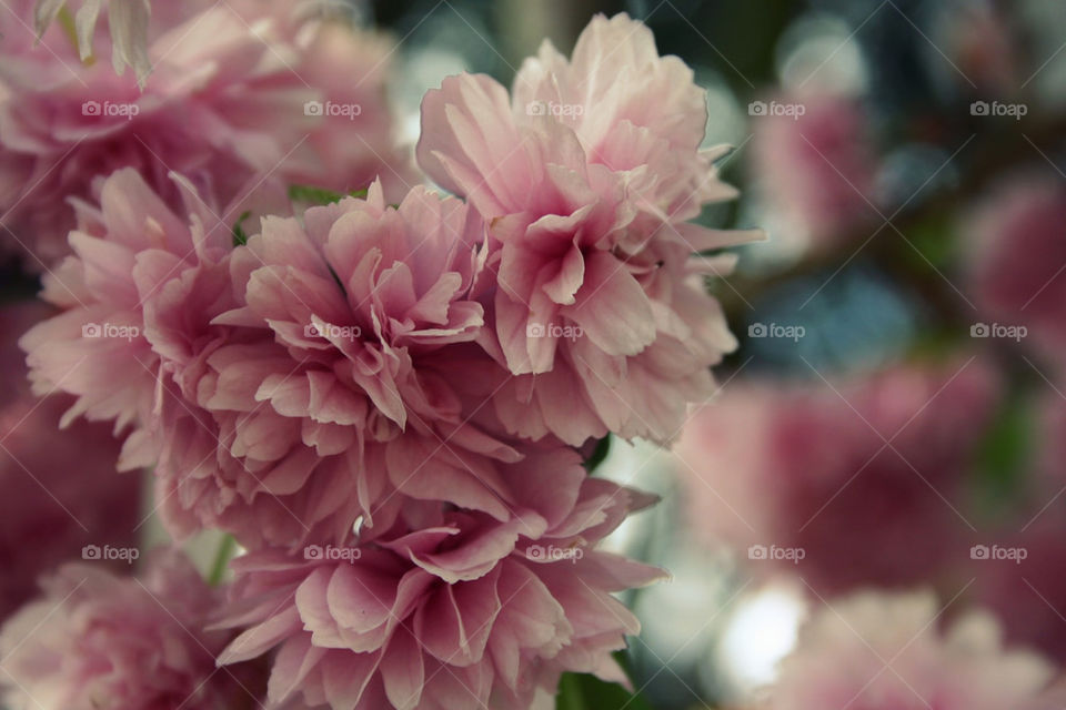 spring pink flower macro by georgiadb