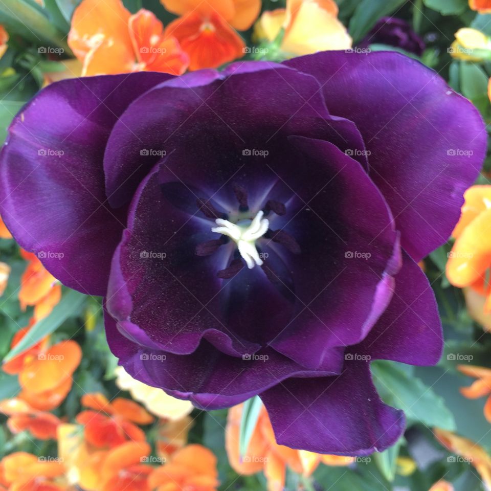 Violet tulips capture spring sunlight 