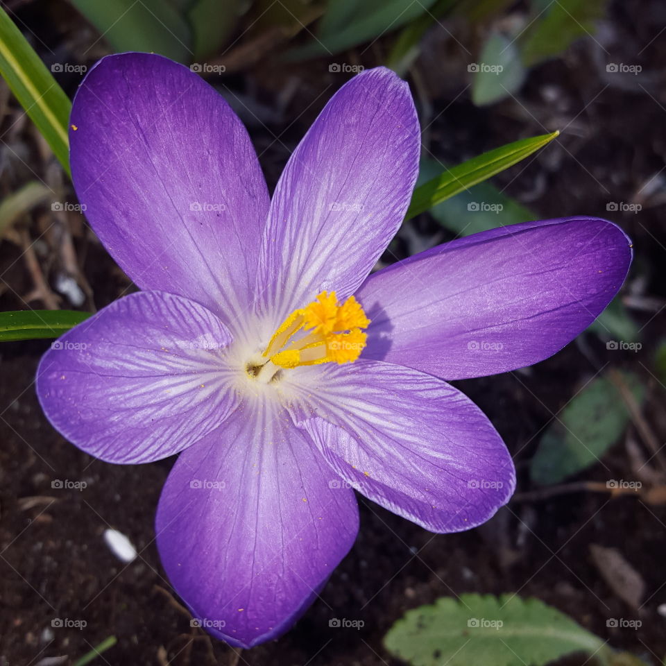 Elevated of purple flower