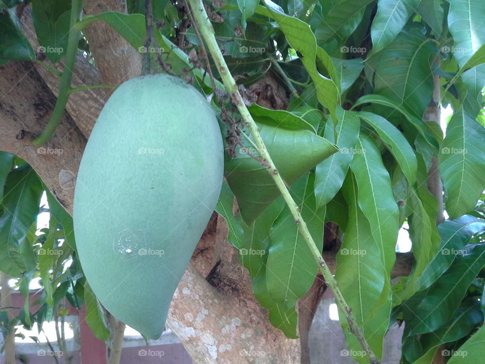 Green mangos