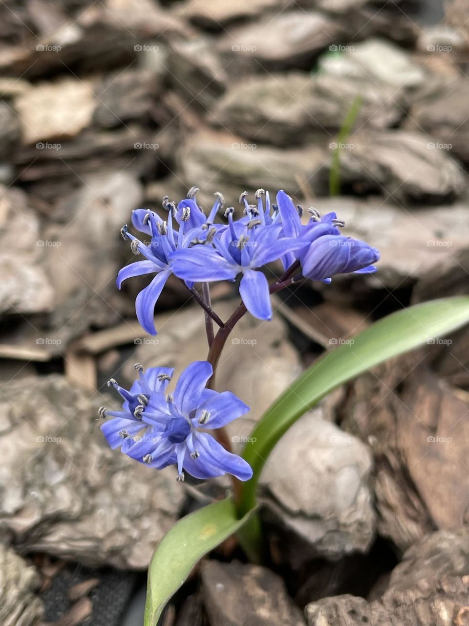 First flowers