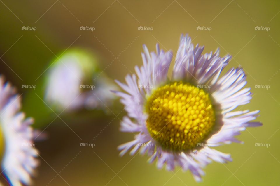 Tiny wildflower