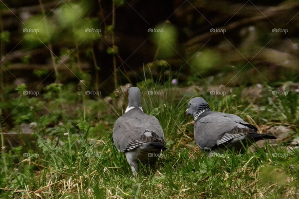 Turtledoves