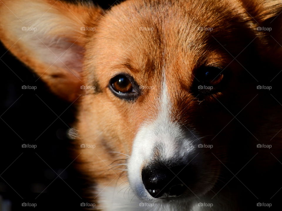 Close-up of a dog