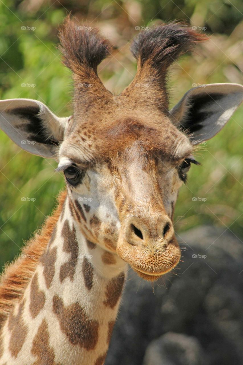 Closeup giraffe at zoo