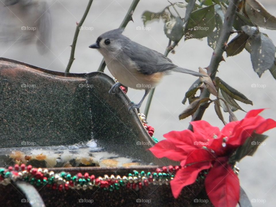 Titmouse