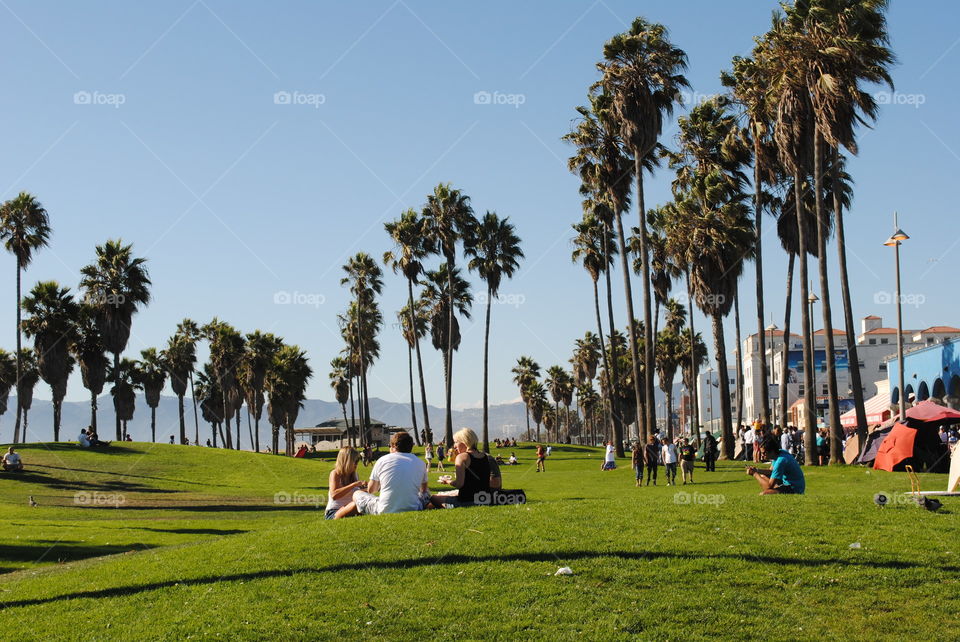 People sitting in the grass at Venice beach