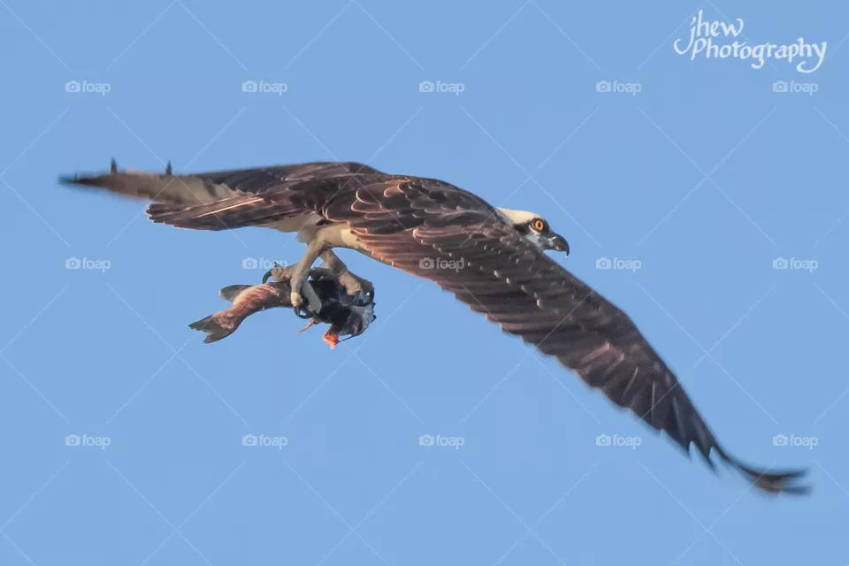 Osprey