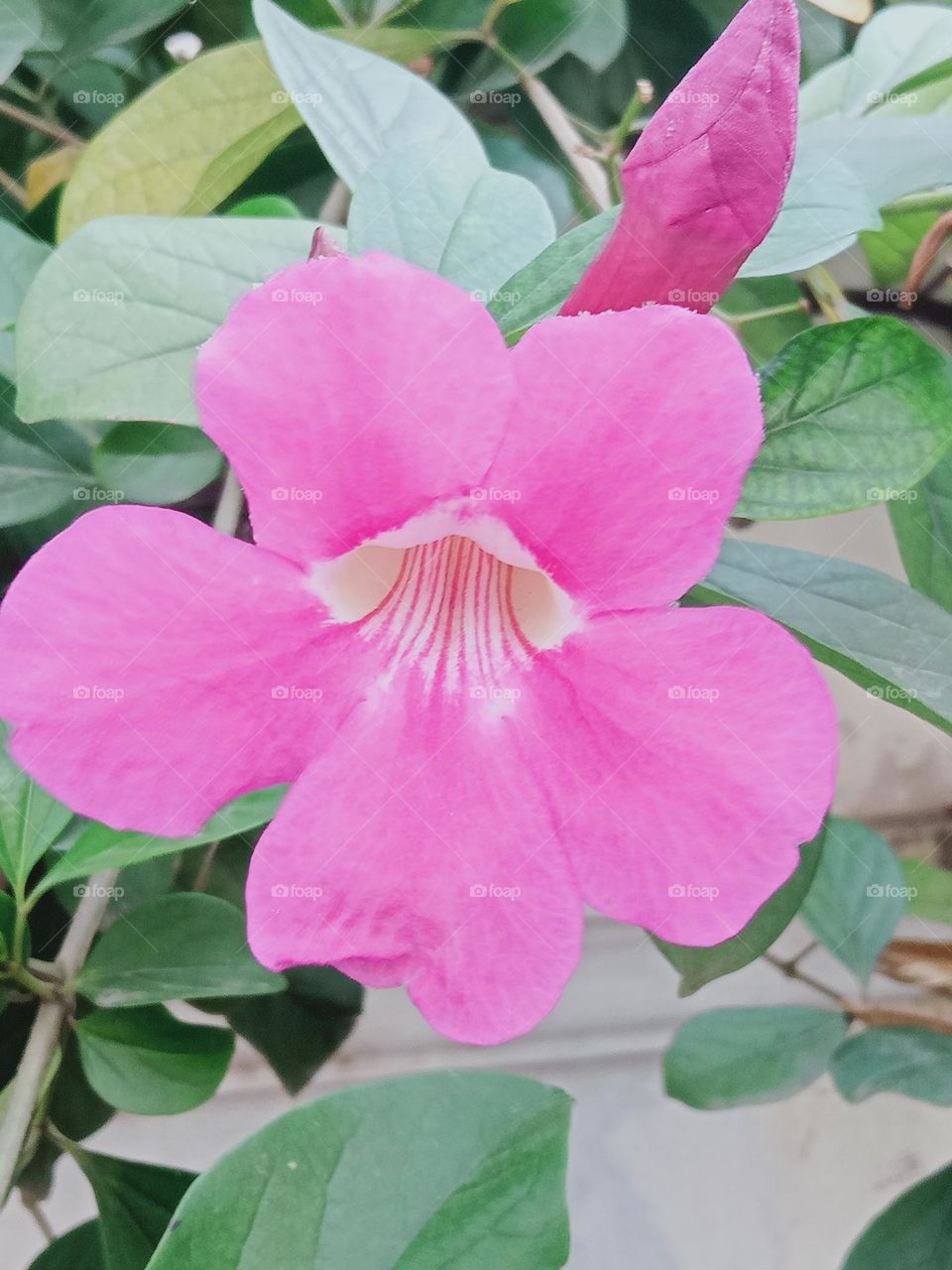 Ravarma VanguvO /  Pink Violte  / Happy Mood / Amazing Flower