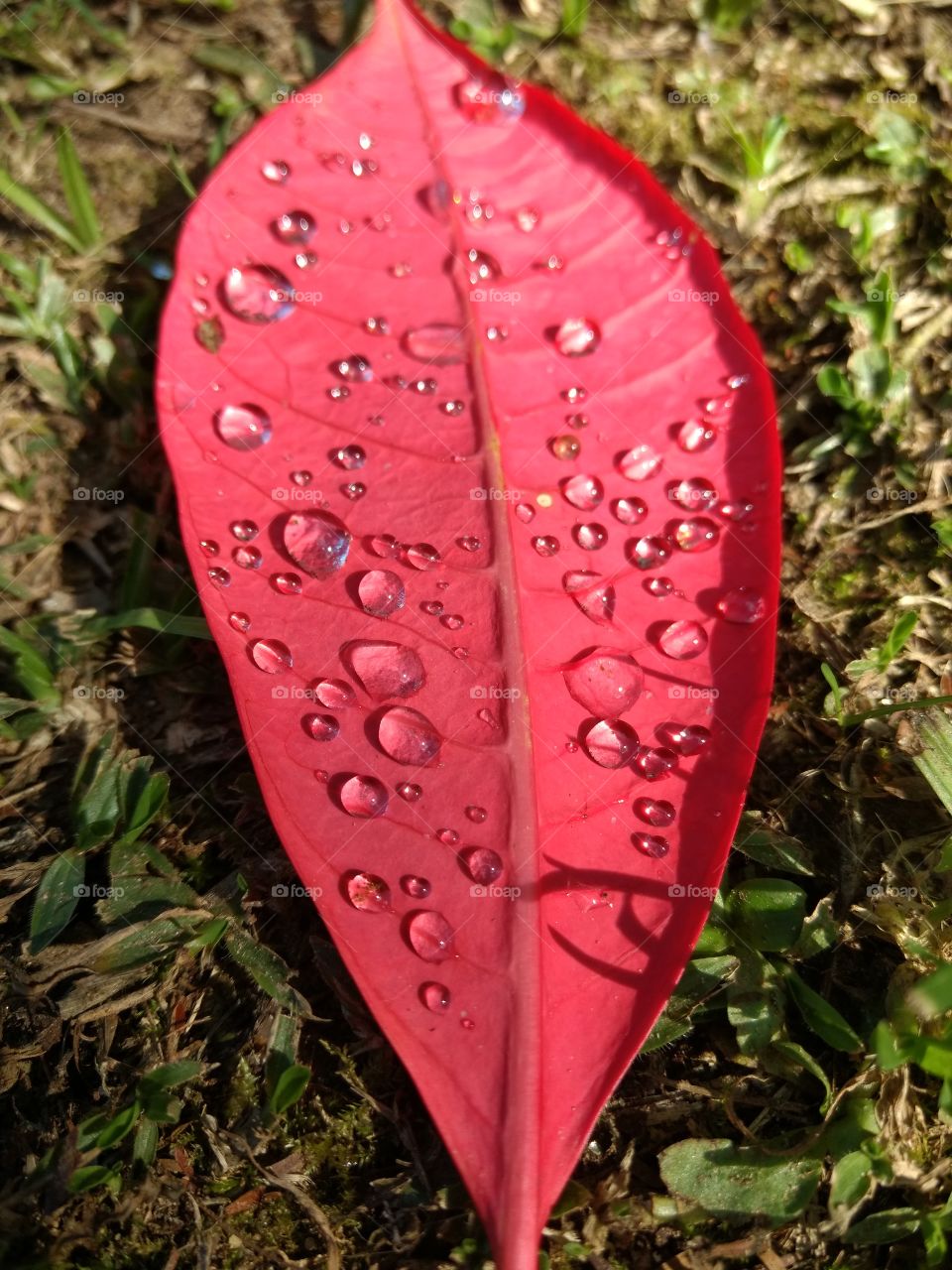 Dew on a leaf