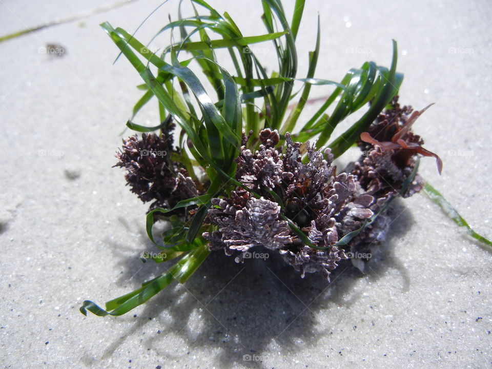 vegetation on the beach