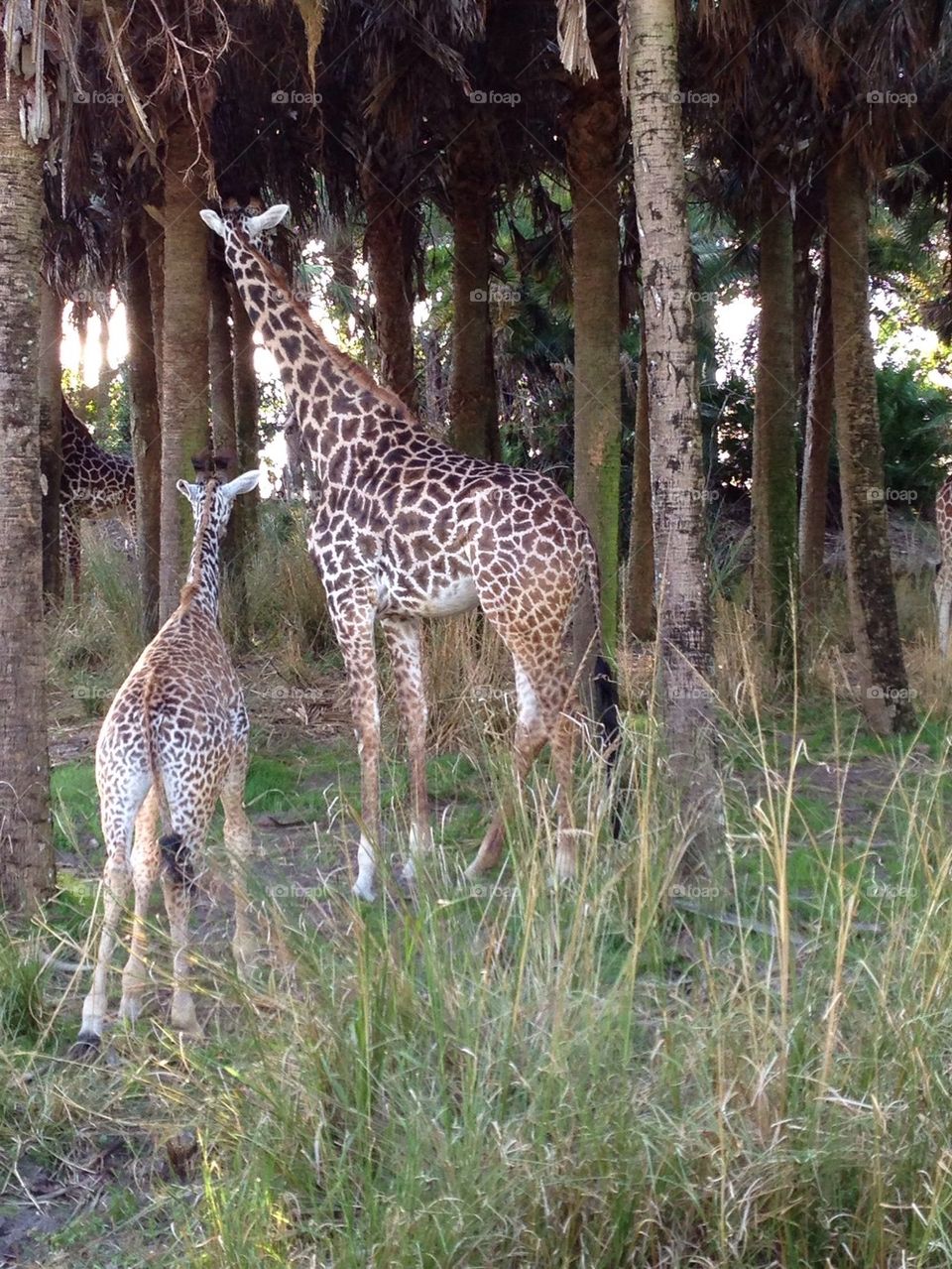 Giraffes