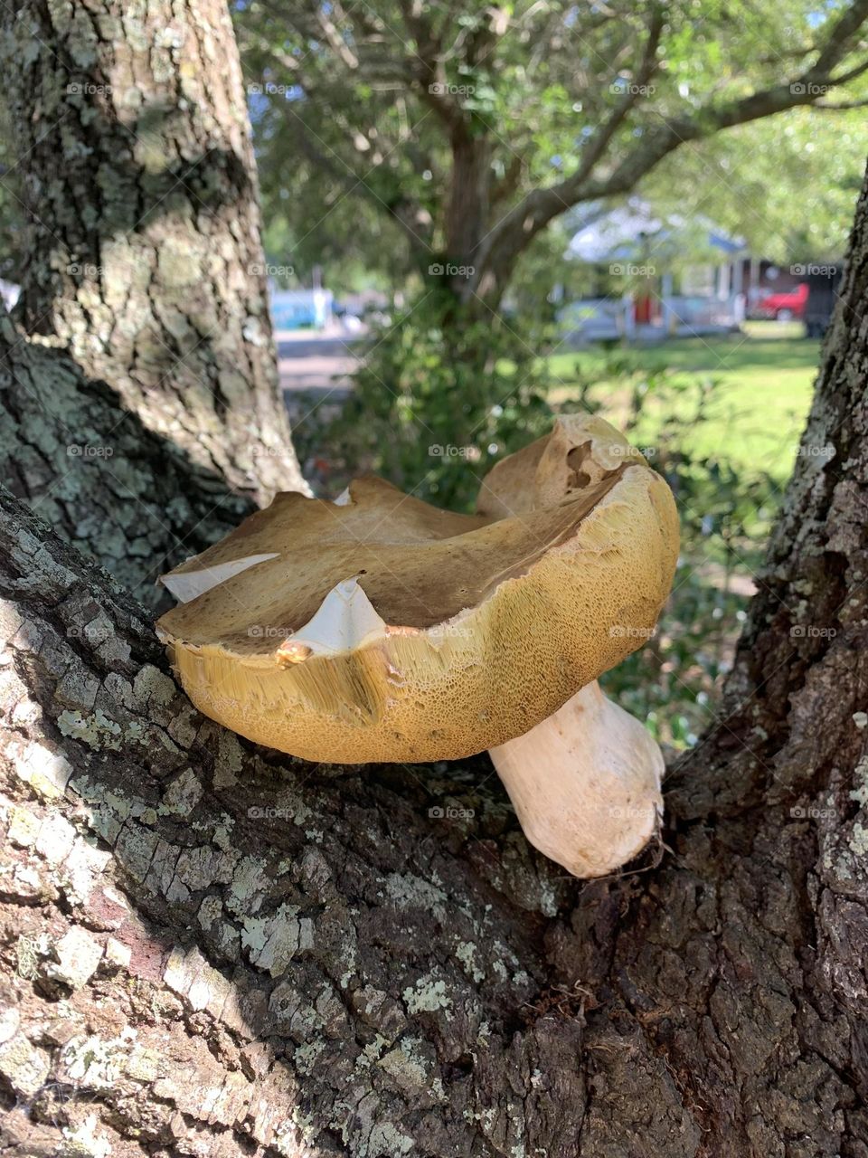 Mushroom in a tree!