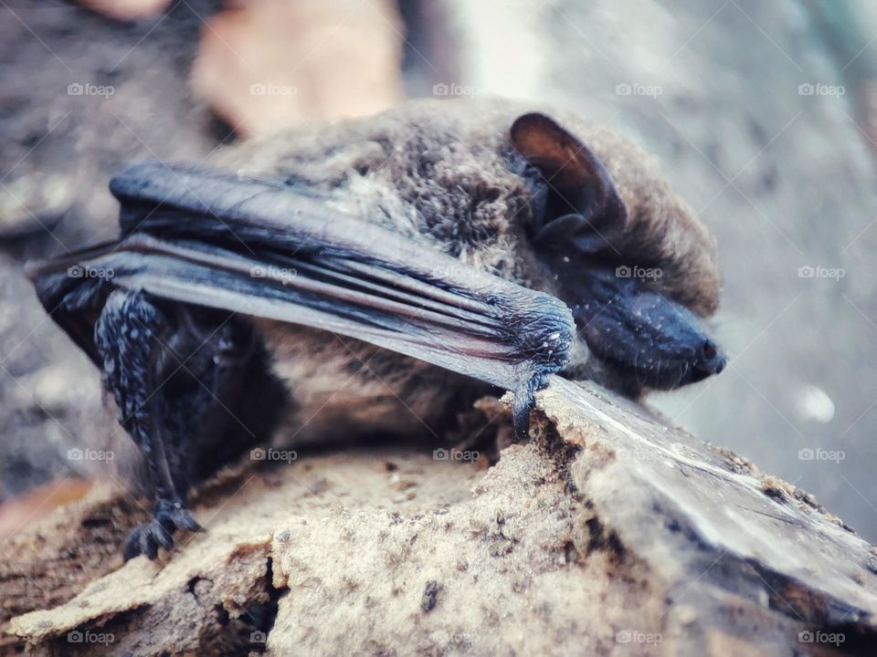 Nathusius's pipistrelle, Animal