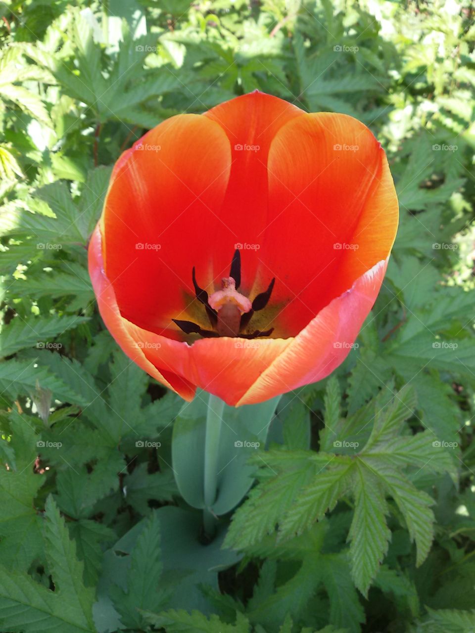 Das Bouquet mit eine tulipe ...