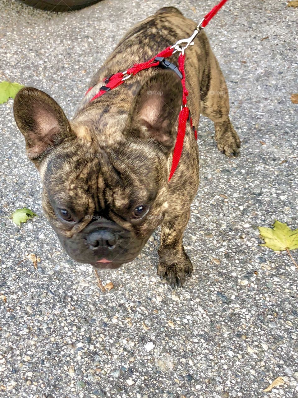 Brown and black French Bulldog on red leash walking outside on the pavement with its owner (not visible)