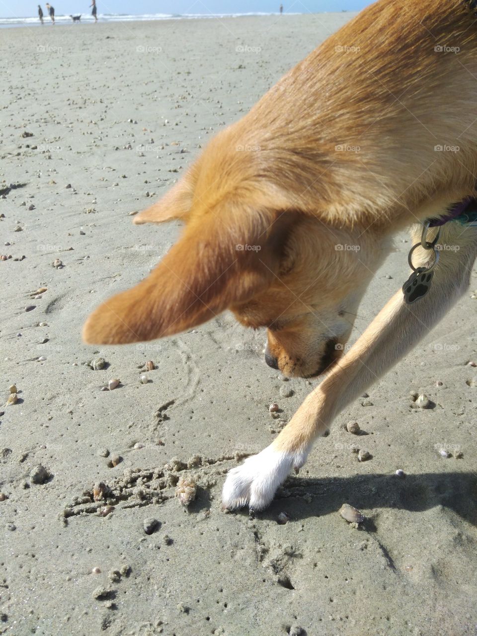 trouble playing with a sand crab