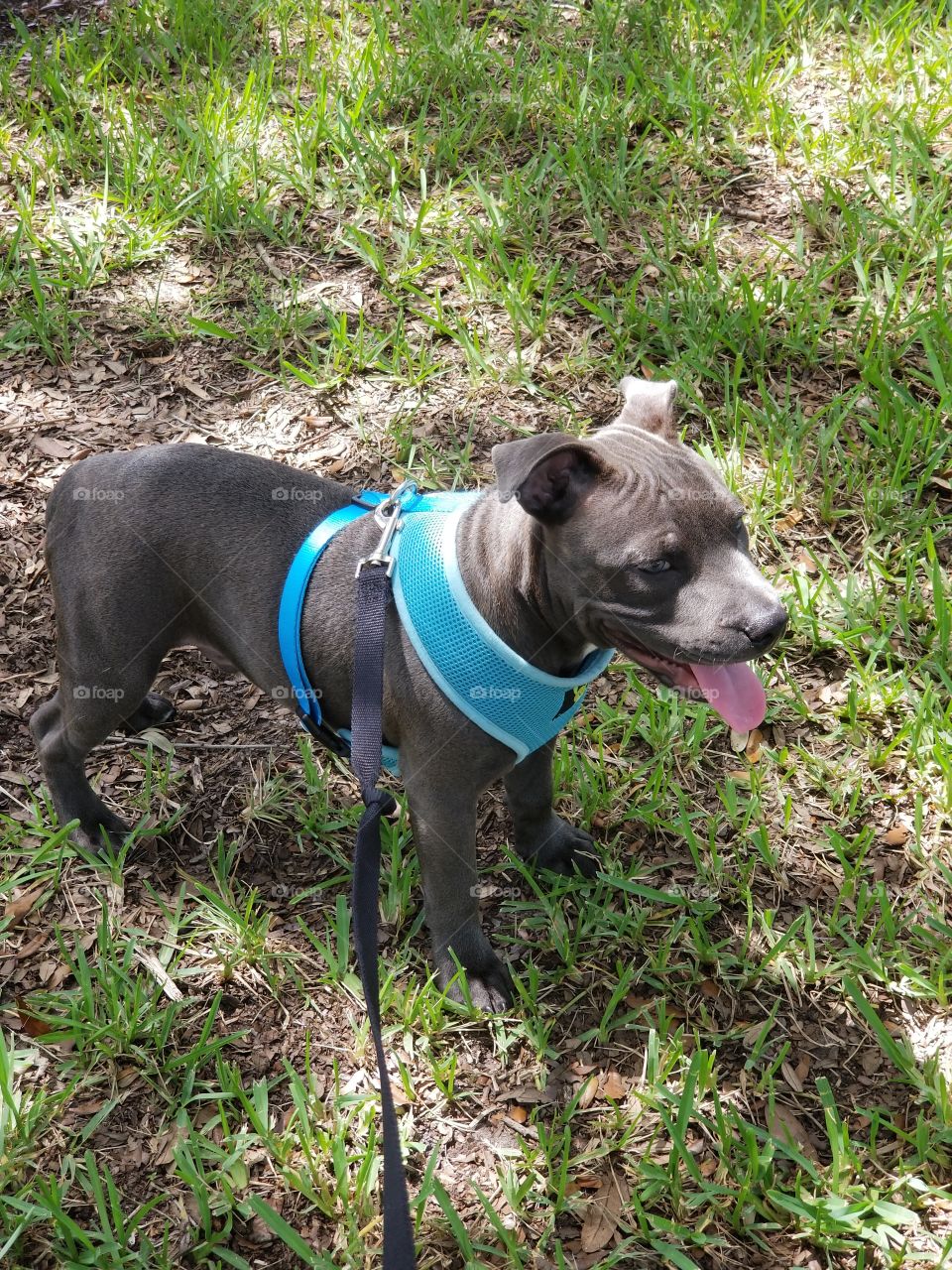 walking Staffordshire bull terrier puppy dog in harness on leash grass outside