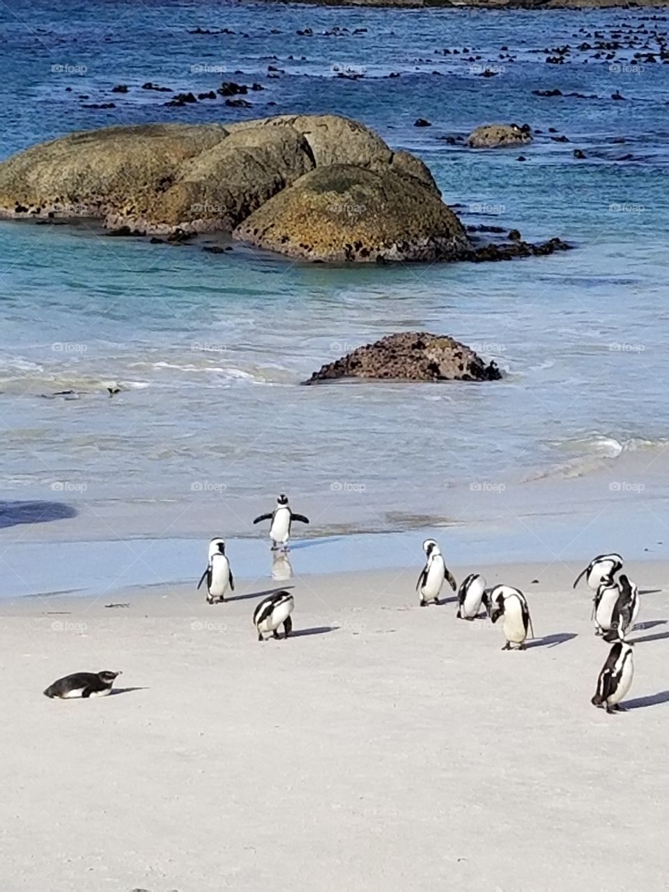 African penguins on the beach