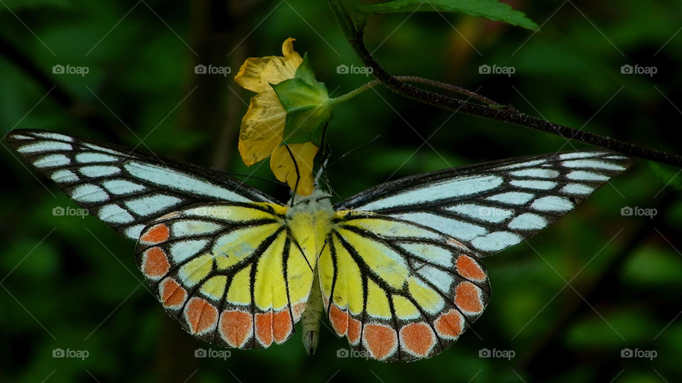 a butterfly with wings wide spread sitting on a flower