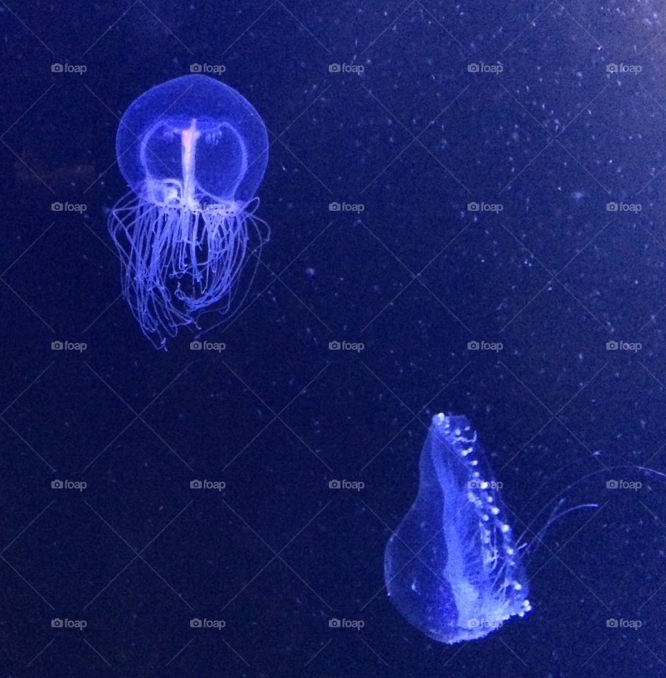 Water / Jellyfish 