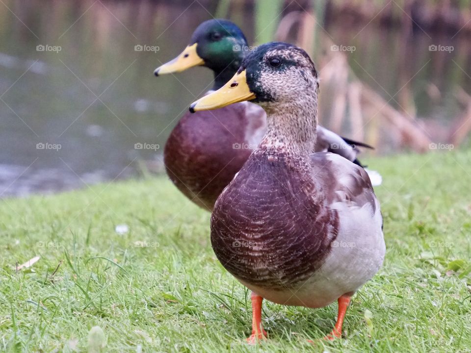 Ducks