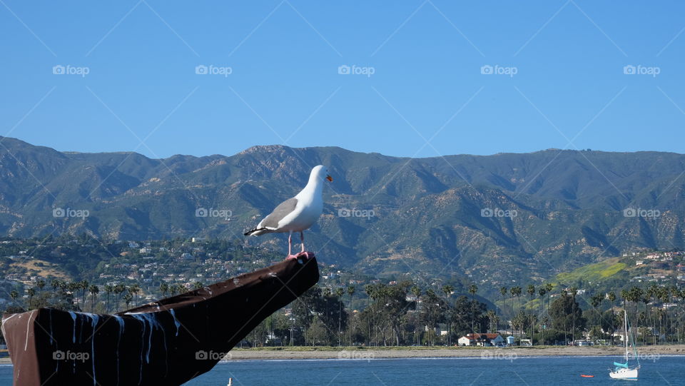 Seagull in a coastal town