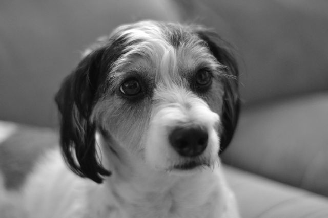 Puppy