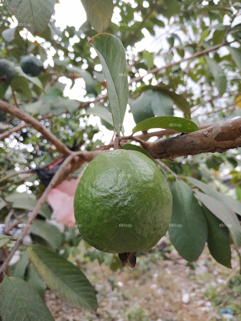 young guava