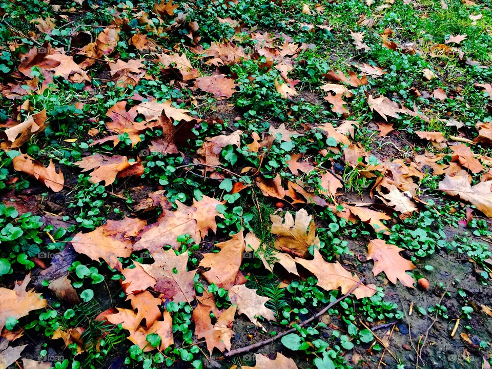 Leaves