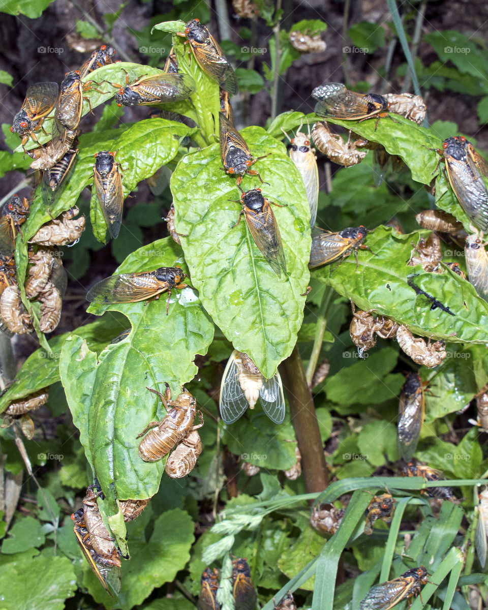 Hundreds of Seventeen Year Cicadas on leaves